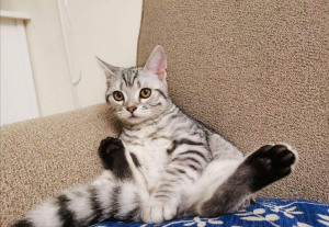 美短猫脾气那么好,为什么销量比不上狸花猫呢?(图1)