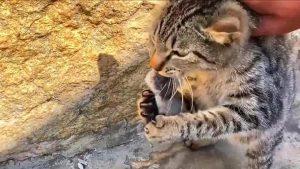 美短猫脾气那么好,为什么销量比不上狸花猫呢?(图4)