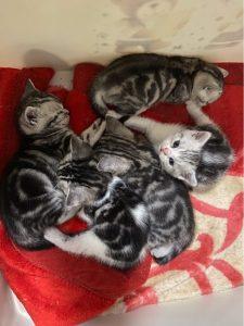 美短猫脾气那么好,为什么销量比不上狸花猫呢?(图3)