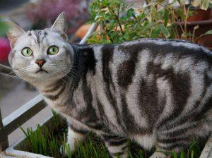 美短猫脾气那么好,为什么销量比不上狸花猫呢?(图5)