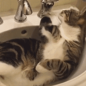 美短猫脾气那么好,为什么销量比不上狸花猫呢?(图6)