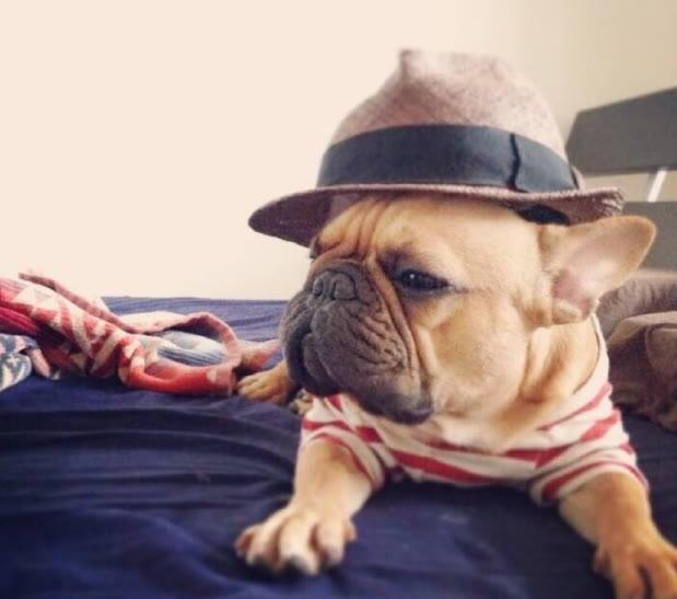 法斗多重才算正常?太瘦了怎么办?怎样让它拥有健康的身体?(图2)