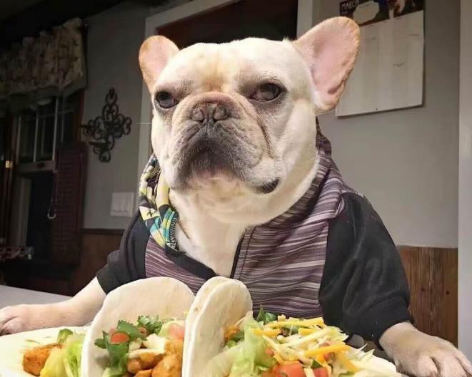 法斗多重才算正常?太瘦了怎么办?怎样让它拥有健康的身体?(图1)