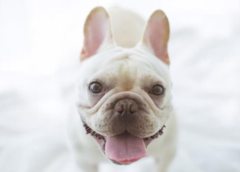 法斗多重才算正常?太瘦了怎么办?怎样让它拥有健康的身体?(图4)