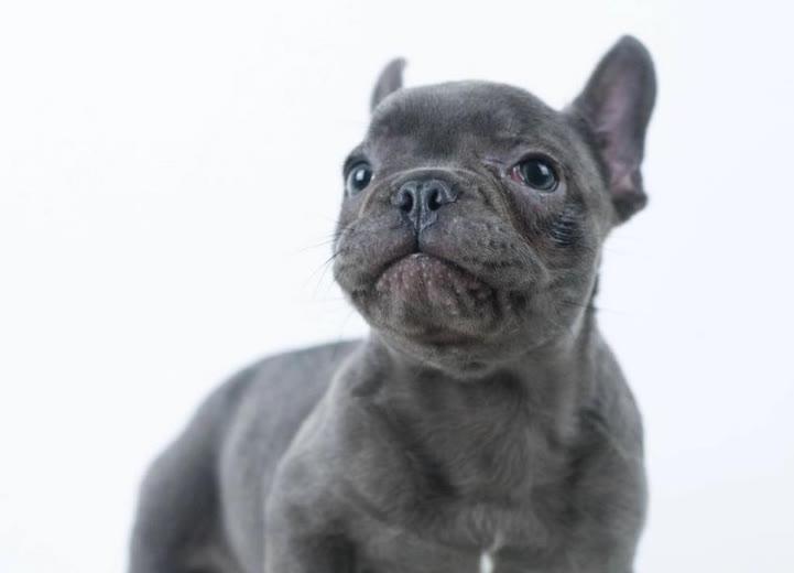 法斗多重才算正常?太瘦了怎么办?怎样让它拥有健康的身体?(图3)