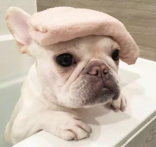 法斗多重才算正常?太瘦了怎么办?怎样让它拥有健康的身体?(图5)