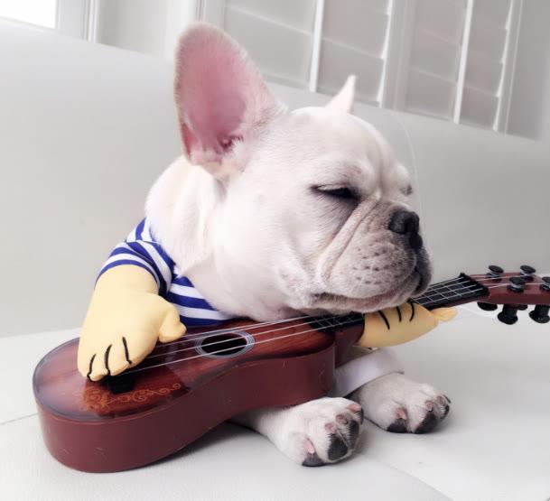 法斗多重才算正常?太瘦了怎么办?怎样让它拥有健康的身体?(图6)