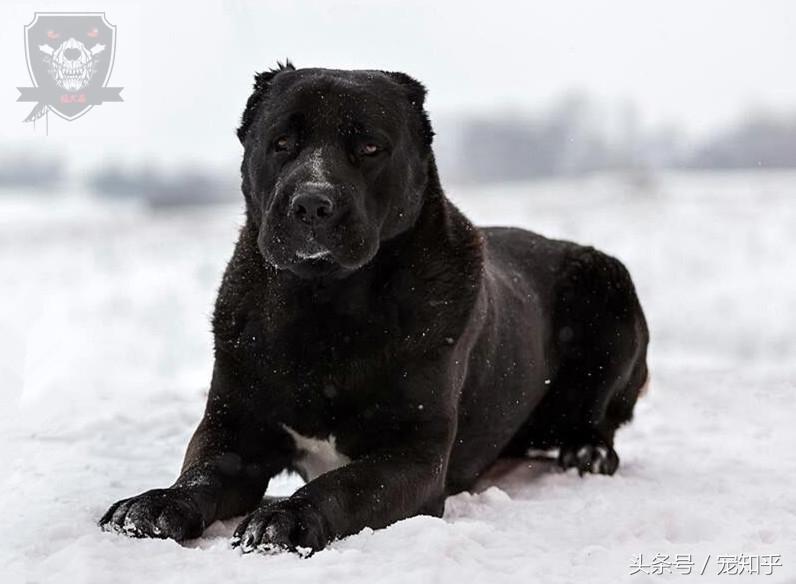 狗狗太胆小怎么办?怎么训练猛犬的胆量?(图1)