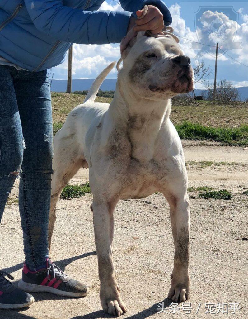 狗狗太胆小怎么办?怎么训练猛犬的胆量?(图2)