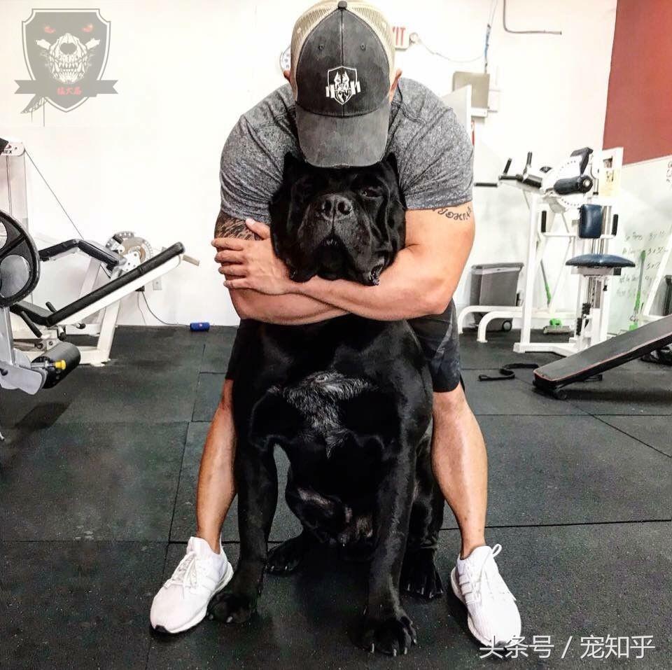 狗狗太胆小怎么办?怎么训练猛犬的胆量?(图3)