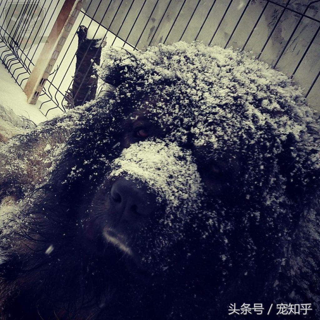 狗狗太胆小怎么办?怎么训练猛犬的胆量?(图4)