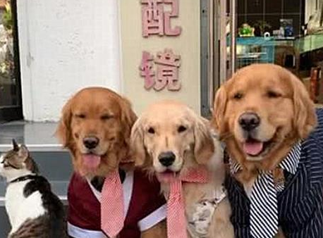 拍全家福时金毛一口咬住猫咪,被暖到了(图1)