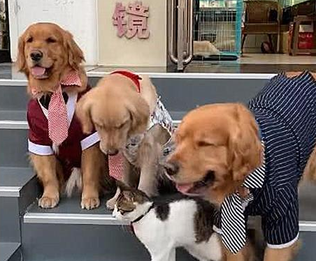 拍全家福时金毛一口咬住猫咪,被暖到了(图2)