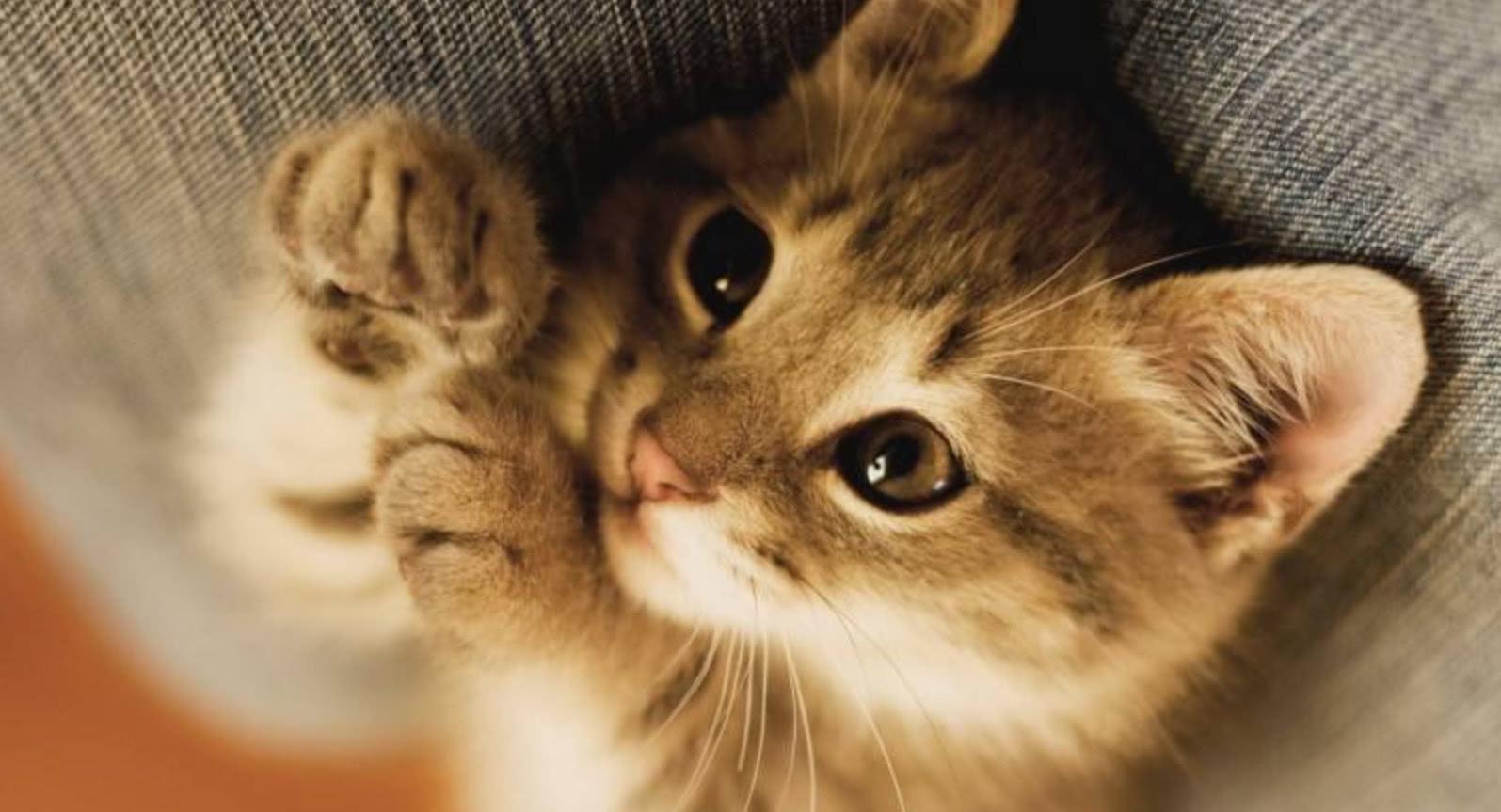 喵星人并非高冷如冰, 做好这四点, 猫咪也会被暖化(图1)