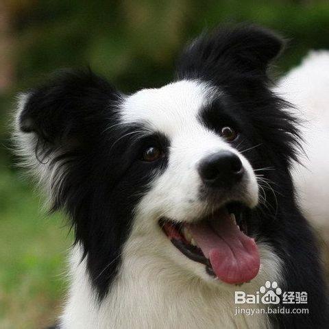怎么看边牧是不是纯种?边牧有下面的5大特点,说明是“纯种”边牧!(图2)