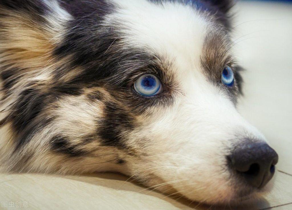 怎么看边牧是不是纯种?边牧有下面的5大特点,说明是“纯种”边牧!(图3)