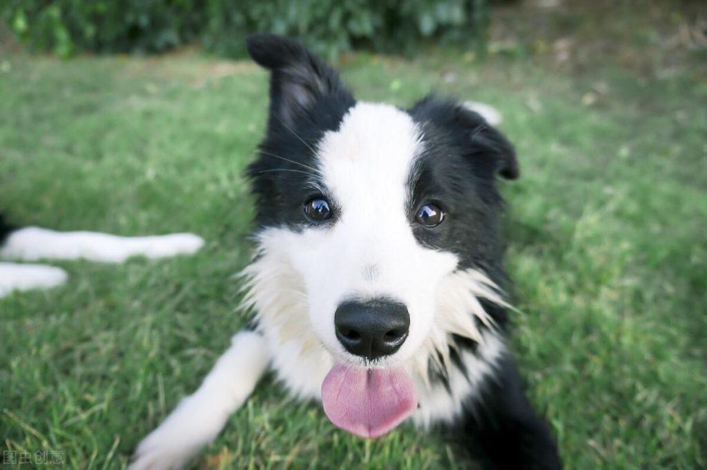 怎么看边牧是不是纯种?边牧有下面的5大特点,说明是“纯种”边牧!(图5)