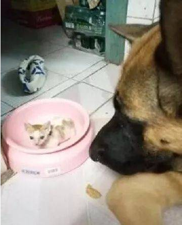 女子捡只猫回家,狗狗将它放进饭盆里护着,网友:舔着舔着就没了(图1)
