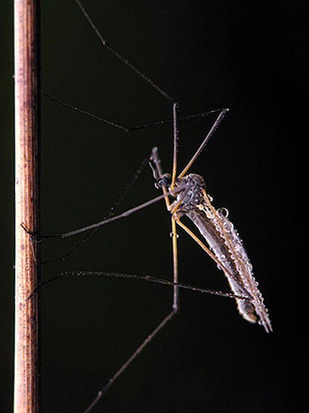 狗狗的寄生虫有哪些?盘点11种狗狗常见的寄生虫,有时会影响主人的生活(图1)