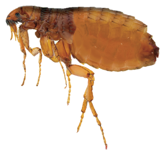 狗狗的寄生虫有哪些?盘点11种狗狗常见的寄生虫,有时会影响主人的生活(图2)