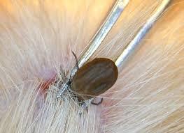 狗狗的寄生虫有哪些?盘点11种狗狗常见的寄生虫,有时会影响主人的生活(图3)