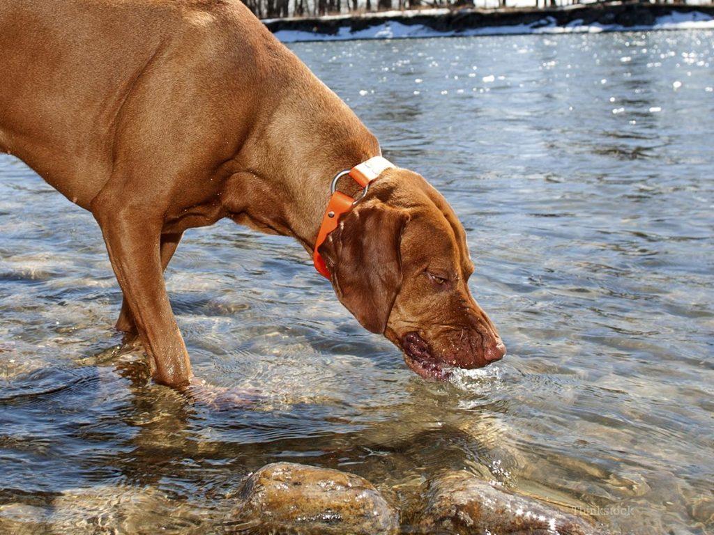 狗狗的寄生虫有哪些?盘点11种狗狗常见的寄生虫,有时会影响主人的生活(图5)