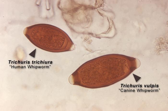 狗狗的寄生虫有哪些?盘点11种狗狗常见的寄生虫,有时会影响主人的生活(图6)