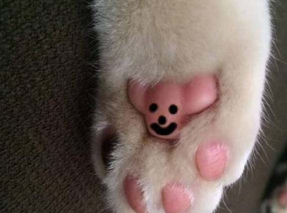 猫主奇思妙想在猫咪的肉垫上作画,第一个像牛,最后一个太真实(图1)
