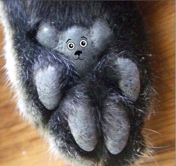 猫主奇思妙想在猫咪的肉垫上作画,第一个像牛,最后一个太真实(图2)