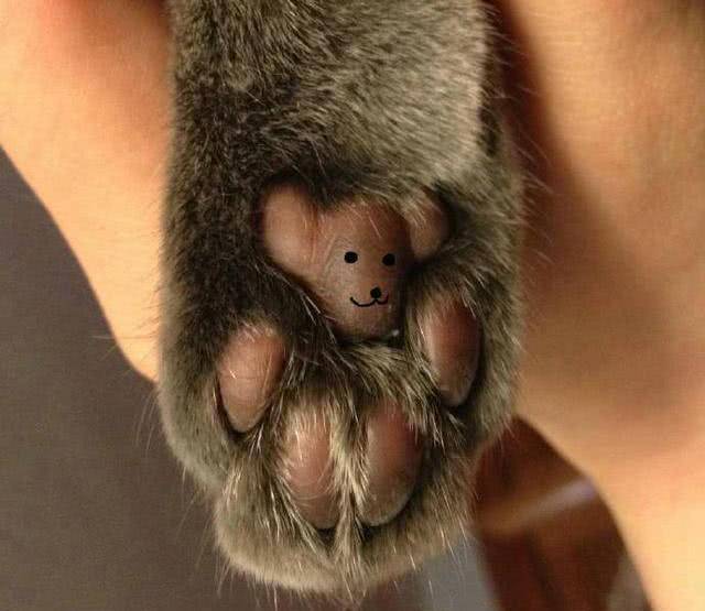 猫主奇思妙想在猫咪的肉垫上作画,第一个像牛,最后一个太真实(图3)