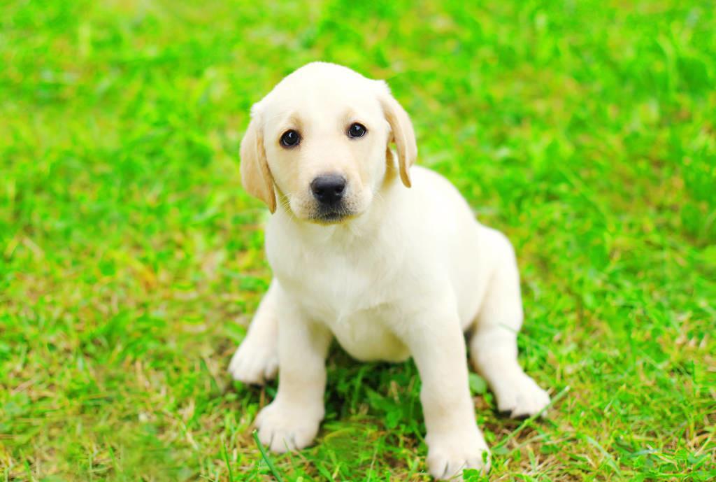 狗狗有螨虫怎么办?狗狗有螨虫的治疗方法(图1)