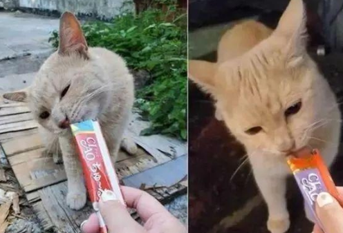 喂流浪猫数日,突失联3个月!再次相遇它送上2只老鼠答谢(图1)