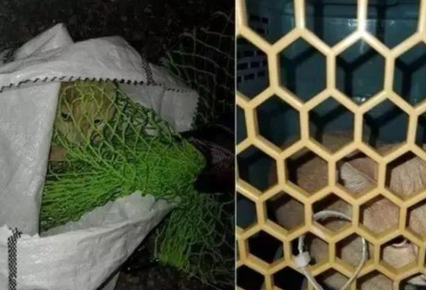 喂流浪猫数日,突失联3个月!再次相遇它送上2只老鼠答谢(图2)