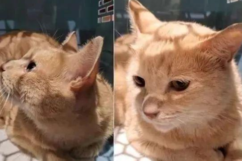 喂流浪猫数日,突失联3个月!再次相遇它送上2只老鼠答谢(图3)