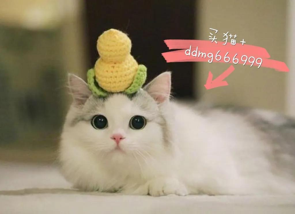 蓝猫价格表,价格差距大吗?猫的价格是根据什么来判定的呢?(图1)