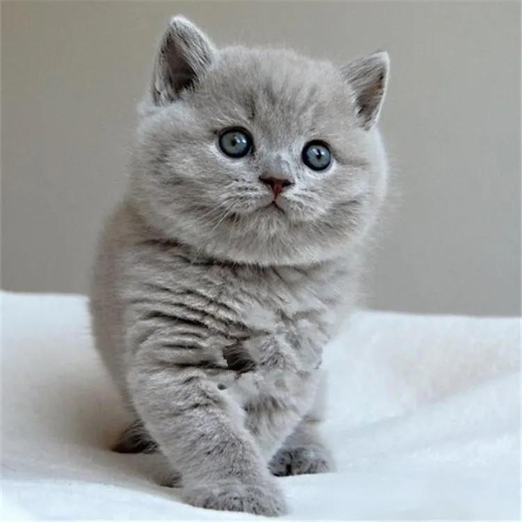 蓝猫价格表,价格差距大吗?猫的价格是根据什么来判定的呢?(图2)