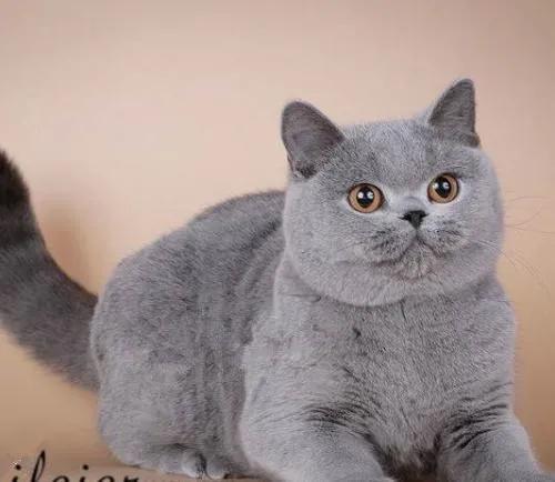 蓝猫价格表,价格差距大吗?猫的价格是根据什么来判定的呢?(图3)