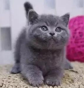 蓝猫价格表,价格差距大吗?猫的价格是根据什么来判定的呢?(图4)