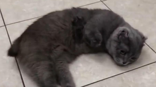 女子为“陌生猫咪”花全部积蓄,安装假肢“成为猫最贵的脚”(图3)