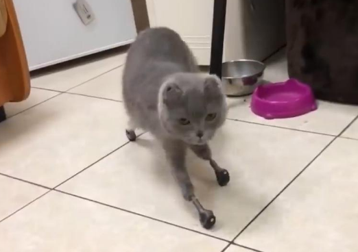女子为“陌生猫咪”花全部积蓄,安装假肢“成为猫最贵的脚”(图4)