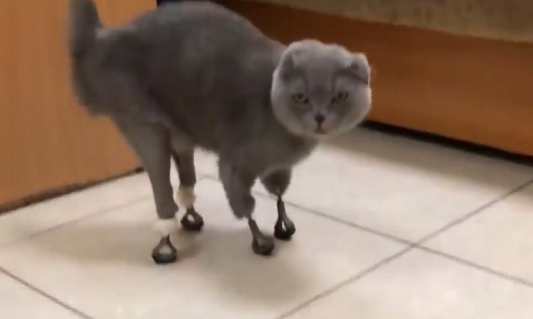女子为“陌生猫咪”花全部积蓄,安装假肢“成为猫最贵的脚”(图5)
