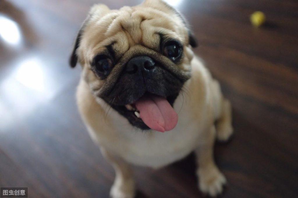 什么狗狗适合女生养的?推荐8种适合女生养的狗狗,女孩子都很难抵抗(图2)