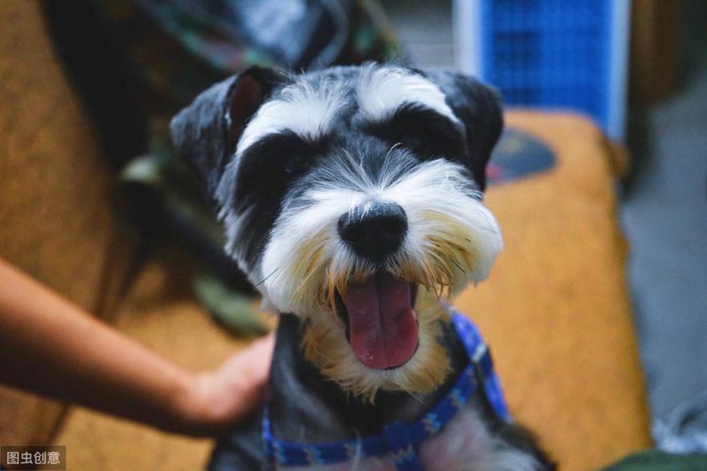 什么狗狗适合女生养的?推荐8种适合女生养的狗狗,女孩子都很难抵抗(图4)