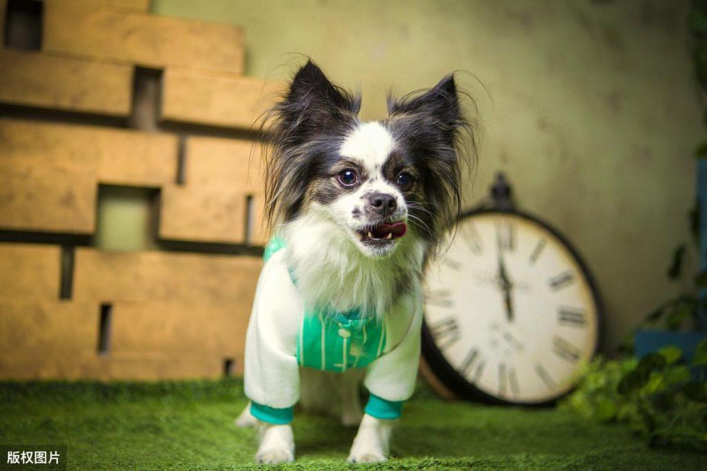 什么狗狗适合女生养的?推荐8种适合女生养的狗狗,女孩子都很难抵抗(图3)