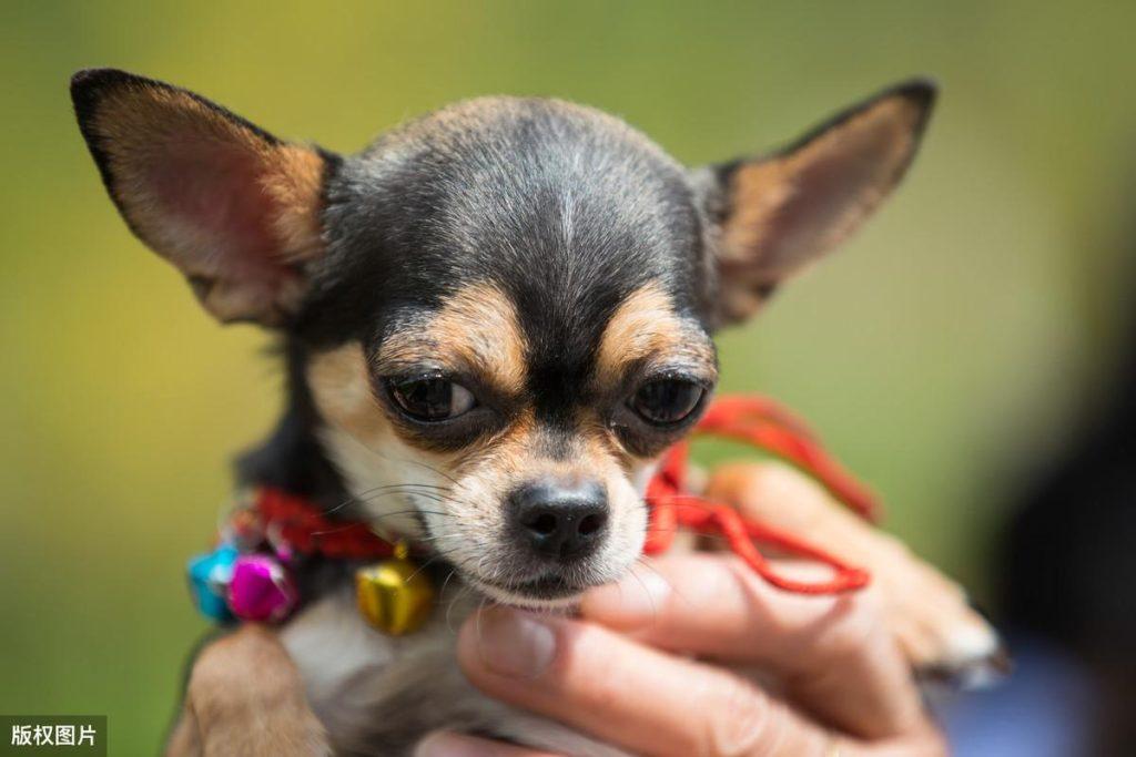 什么狗狗适合女生养的?推荐8种适合女生养的狗狗,女孩子都很难抵抗(图5)