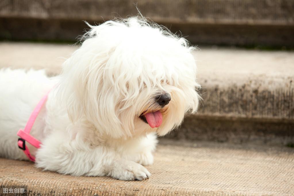 什么狗狗适合女生养的?推荐8种适合女生养的狗狗,女孩子都很难抵抗(图6)