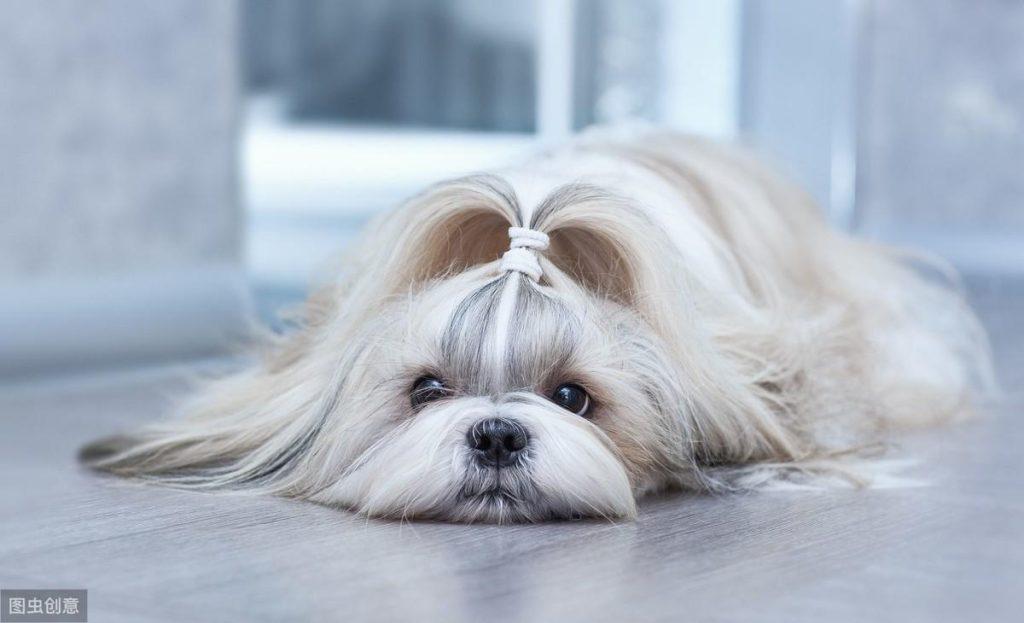 什么狗狗适合女生养的?推荐8种适合女生养的狗狗,女孩子都很难抵抗(图7)