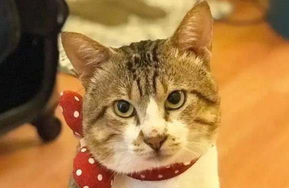 网友晒猫咪萌照,谁家还没有一只小可爱?(图2)