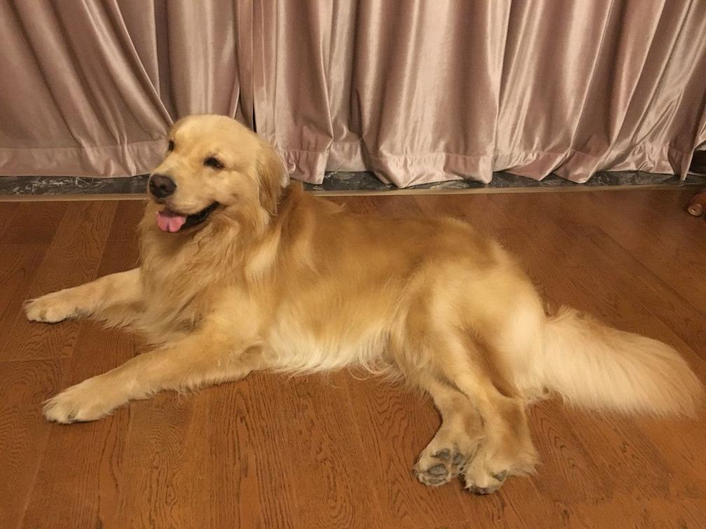 金毛犬吃什么毛发才会长得好?金毛犬美毛秘籍!(图1)