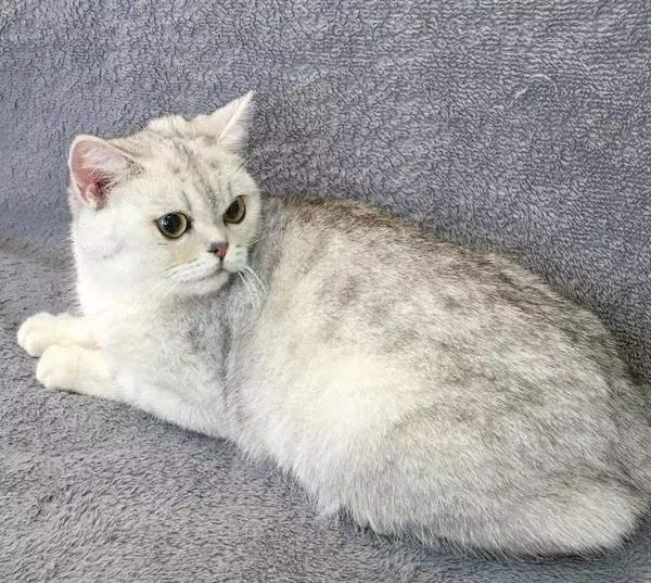 长相可爱,性格温顺的银渐层的价格,你知道吗?(图2)